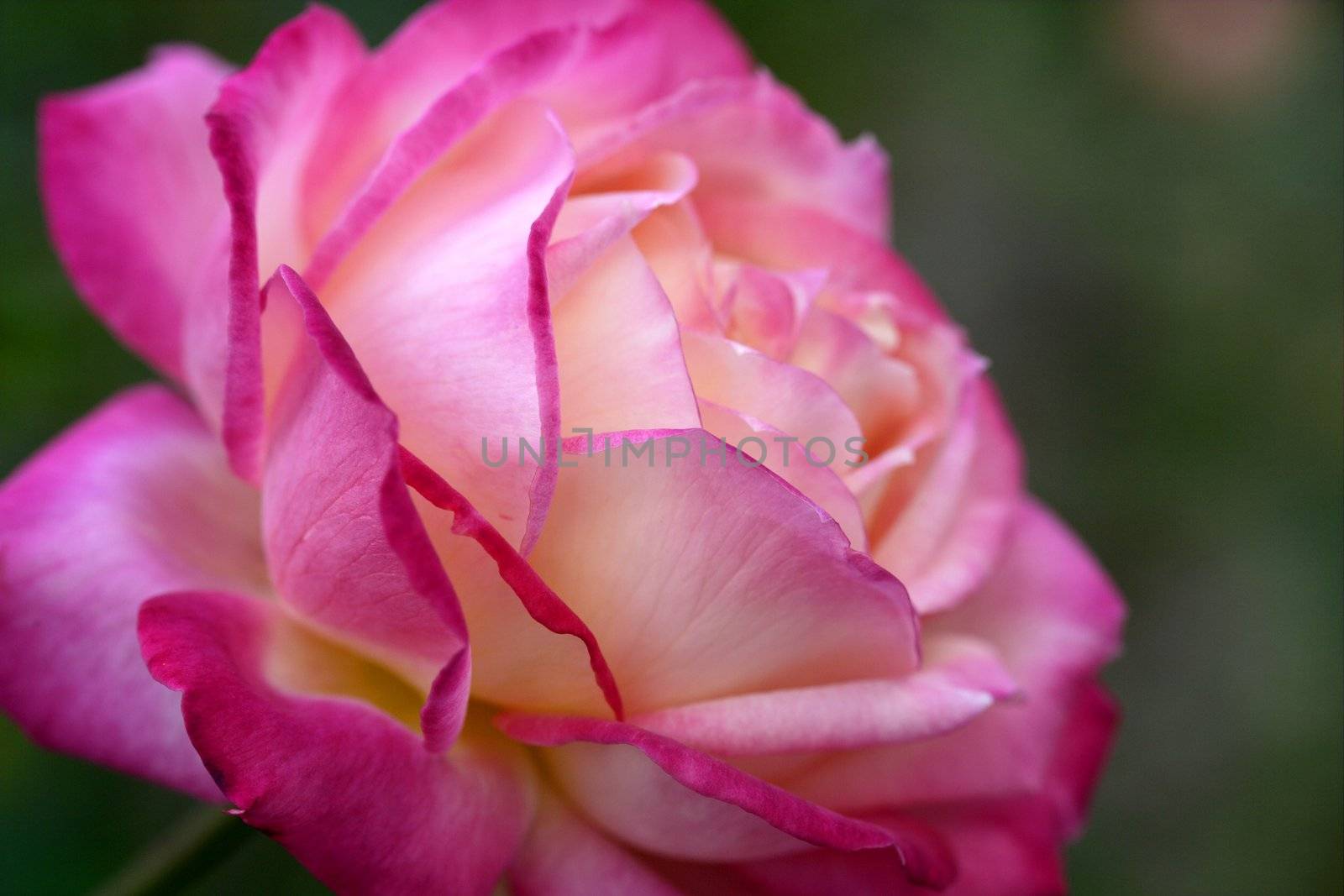 Colorful rose flower macro by lunamarina