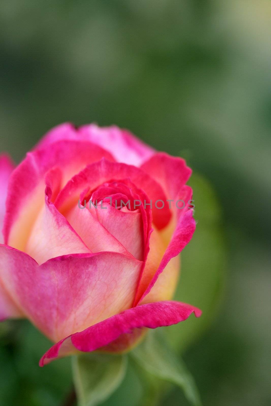 Colorful rose flower macro at the garden, outdoors