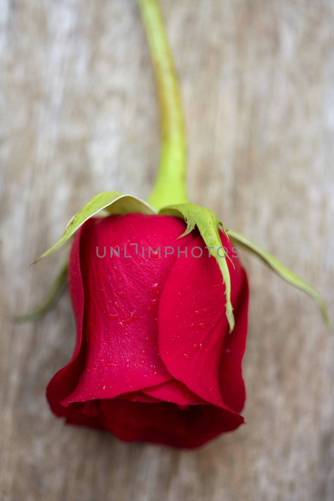Red rose over old aged teak wood by lunamarina