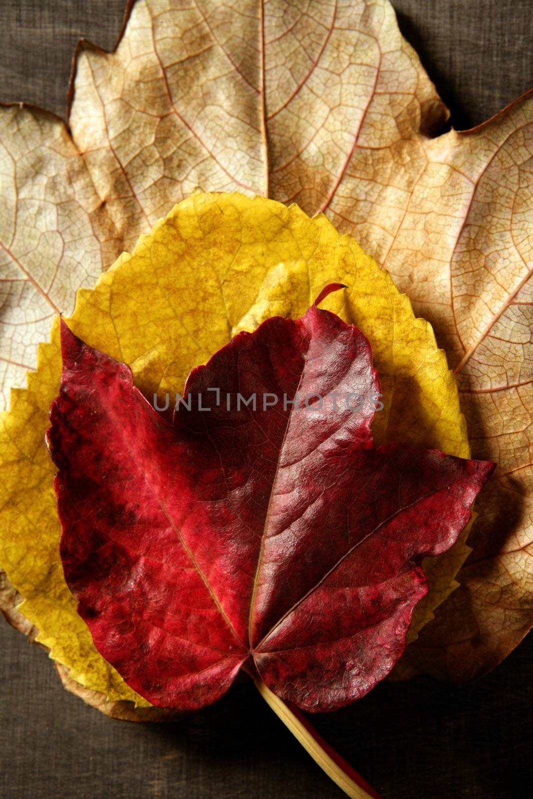 Still of autumn leaves, dark wood background, fall image by lunamarina