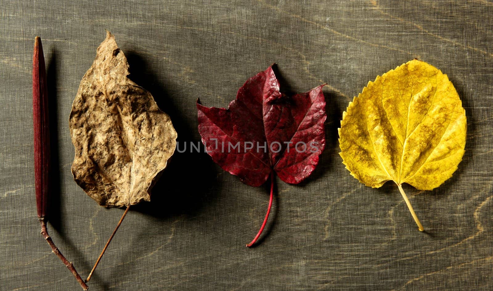 Still of autumn leaves, dark wood background, fall image by lunamarina