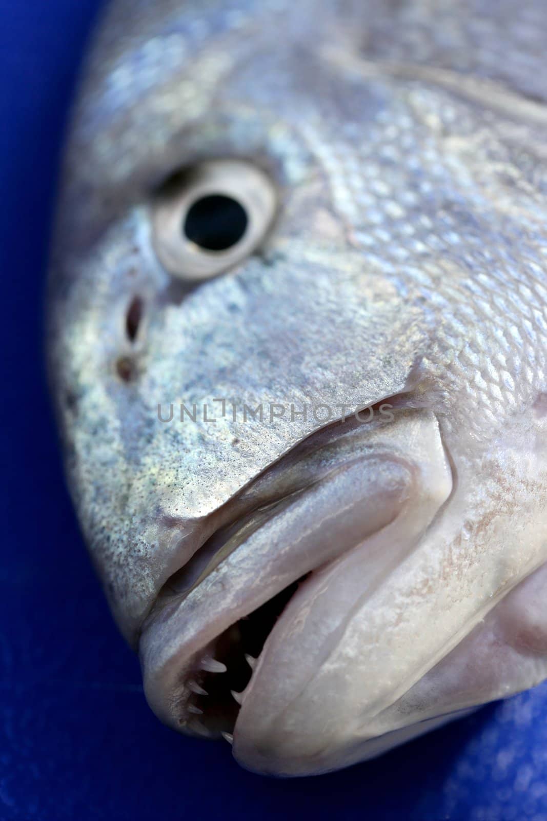 Denton, Mediterranean sparus fish, gilthead, snapper by lunamarina