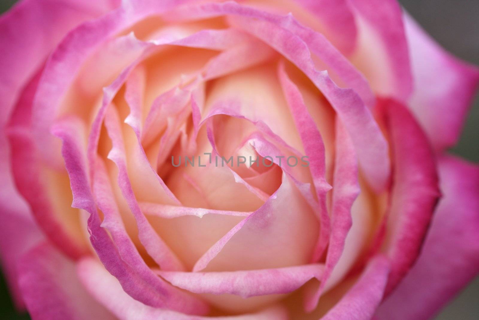 Colorful rose flower macro by lunamarina