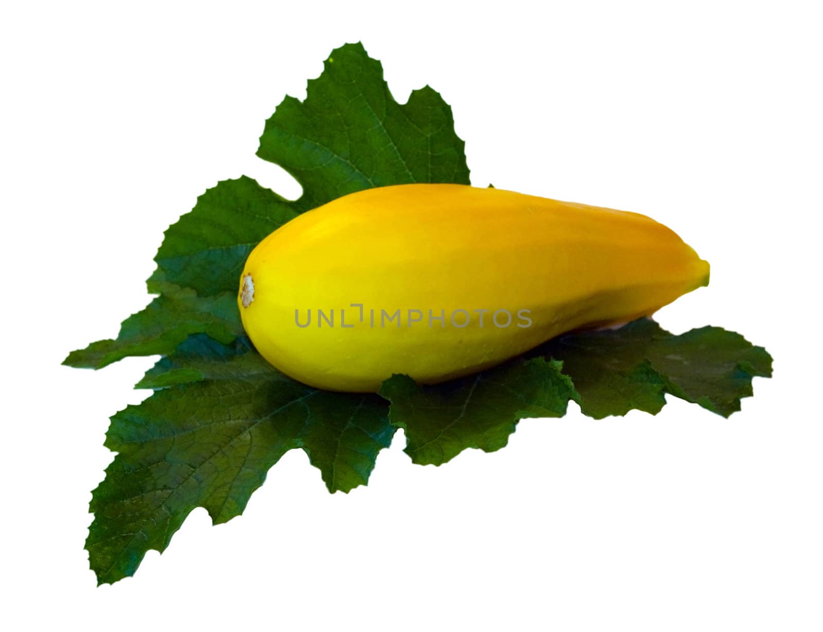 yellow vegetable marrow by gooclia