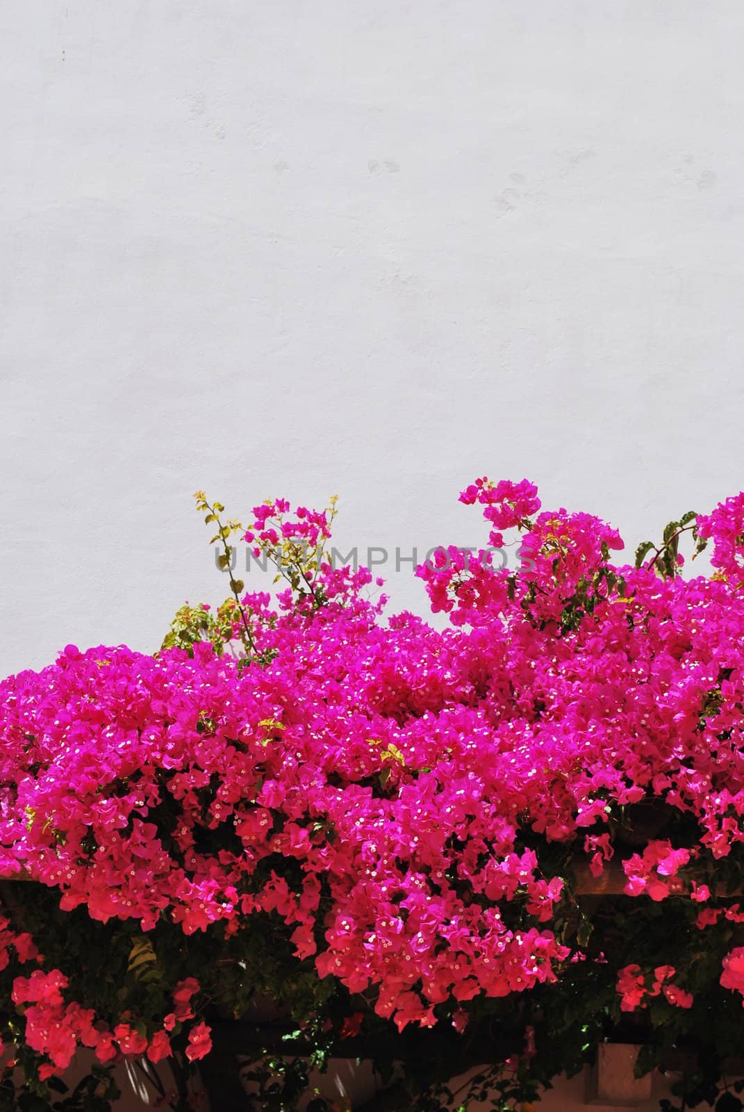 Pink Bouganvilla flowers background by luissantos84