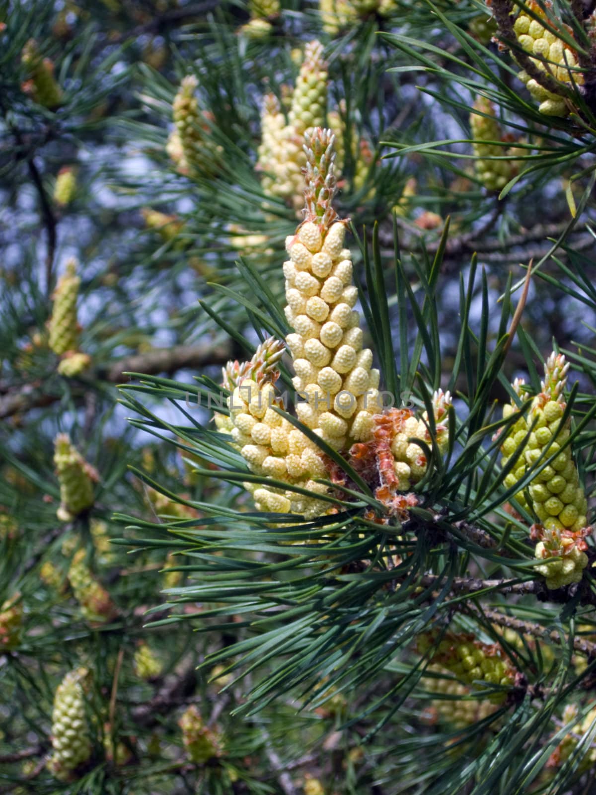 BLOOMING PINE by gooclia