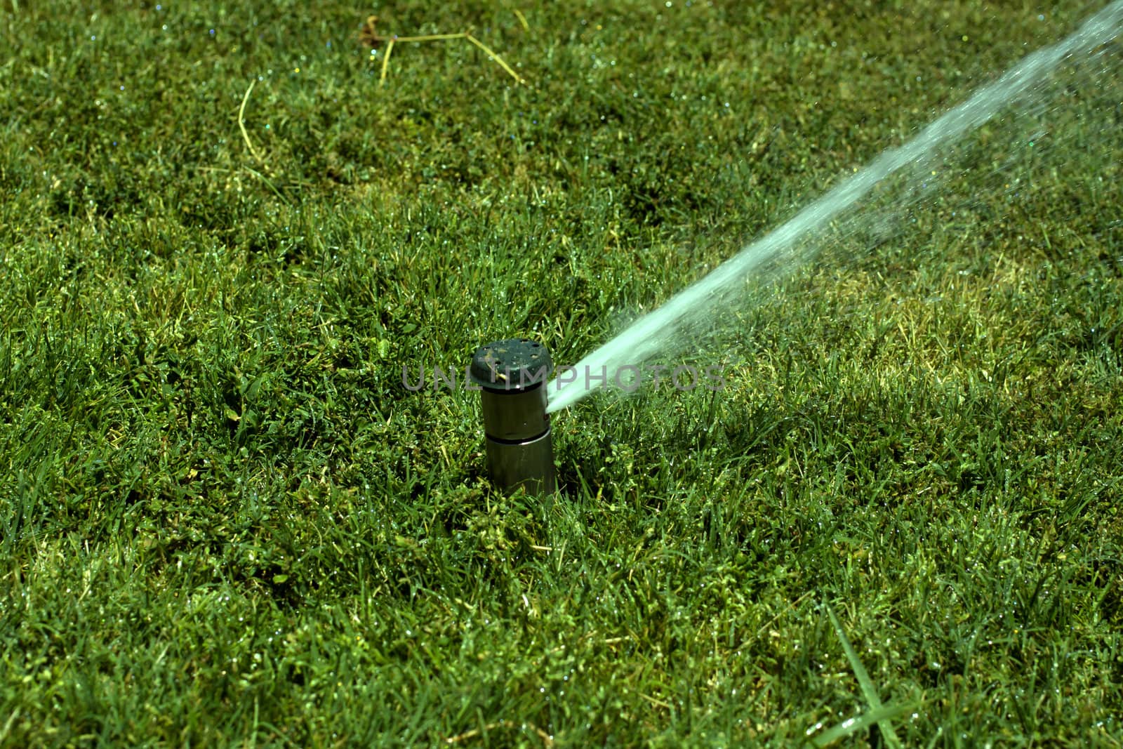 Sprinkler spraying water on a green lawn