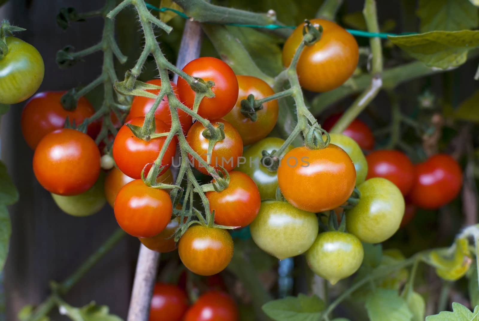 Lots of growing cherry tomatoes, still hanging in the plant.