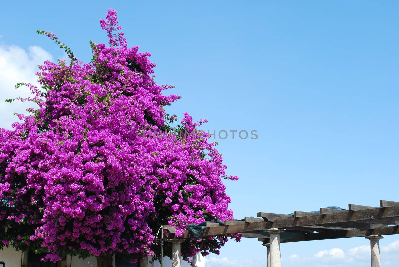 beautiful view of bouganvillas purple flowers and blue sky background