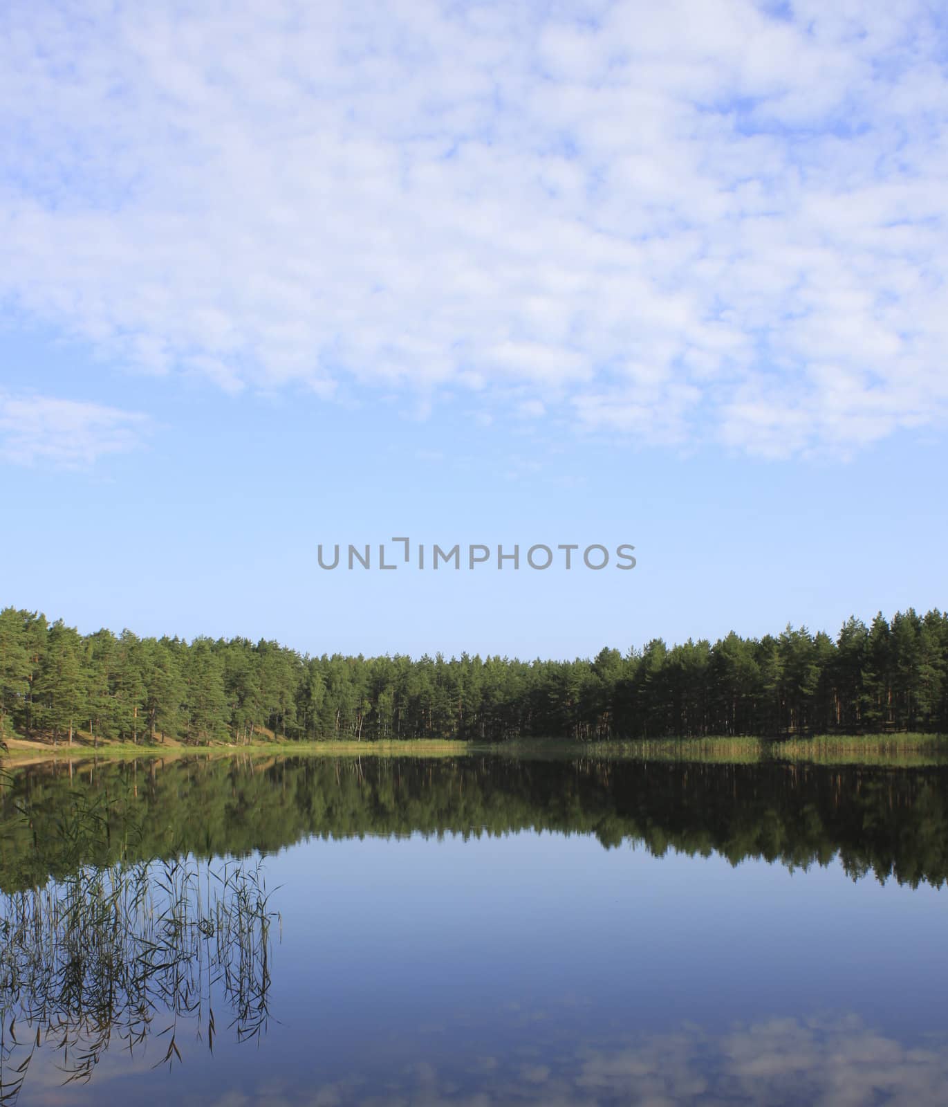 Nature scene - forest reflection in the water