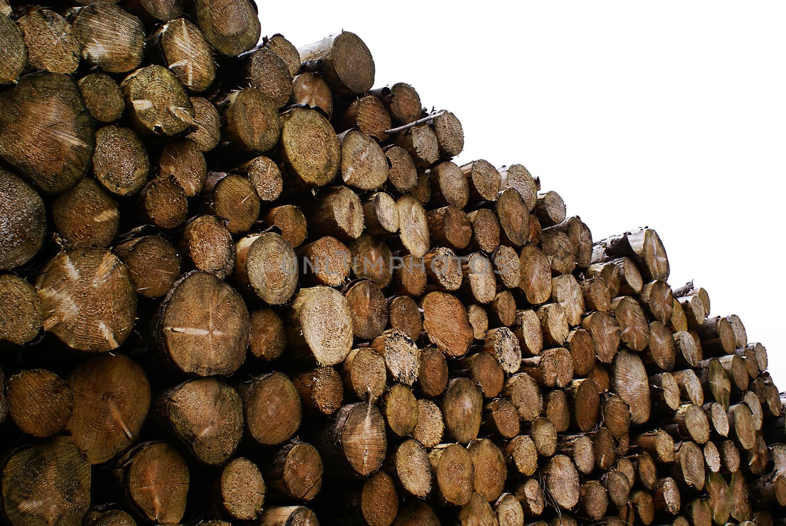 Pile of wood, ready to be chopped.