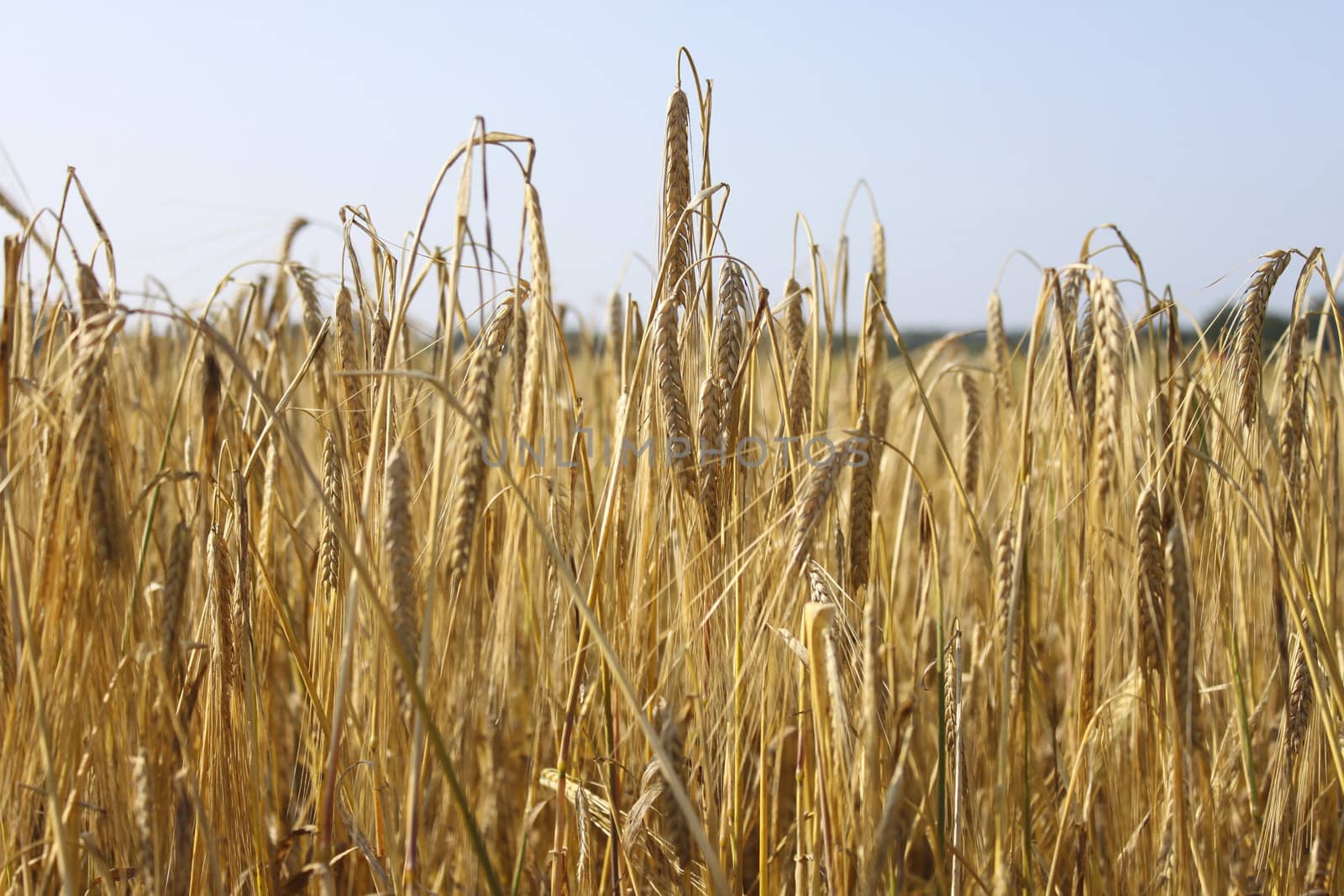 Tranquile agriculture scene - wheat field 