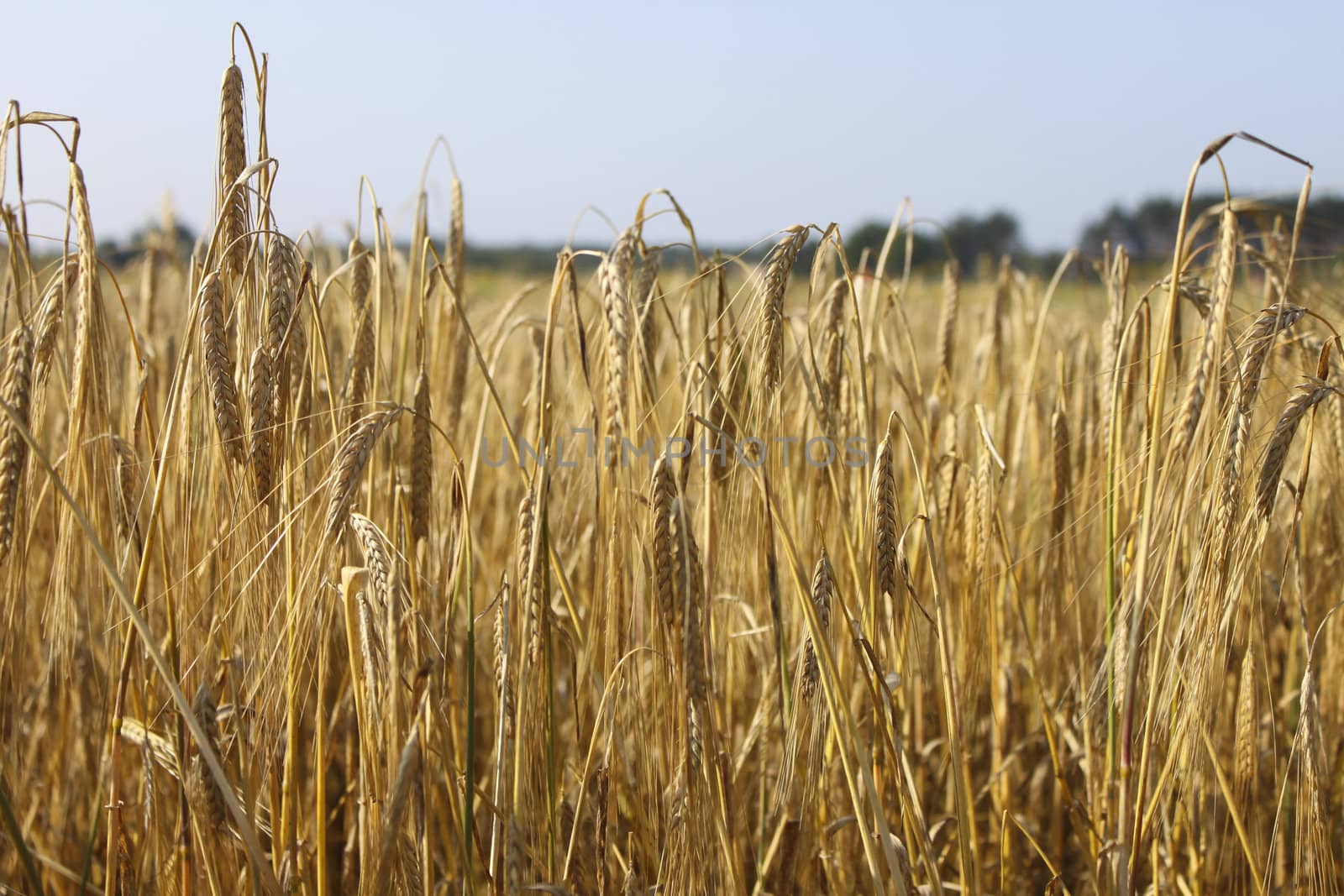 Tranquile agriculture scene - wheat field 