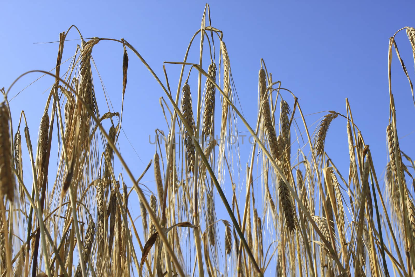 Tranquile agriculture scene - wheat field 