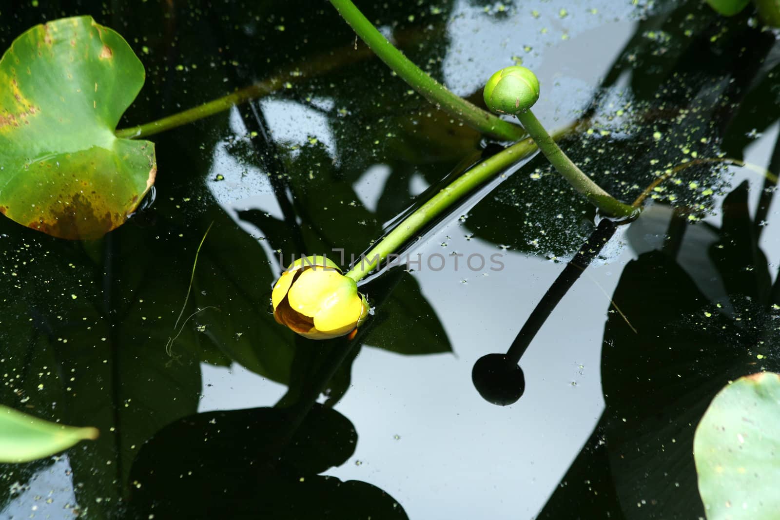 A Swamp lily pad with flower and reflection