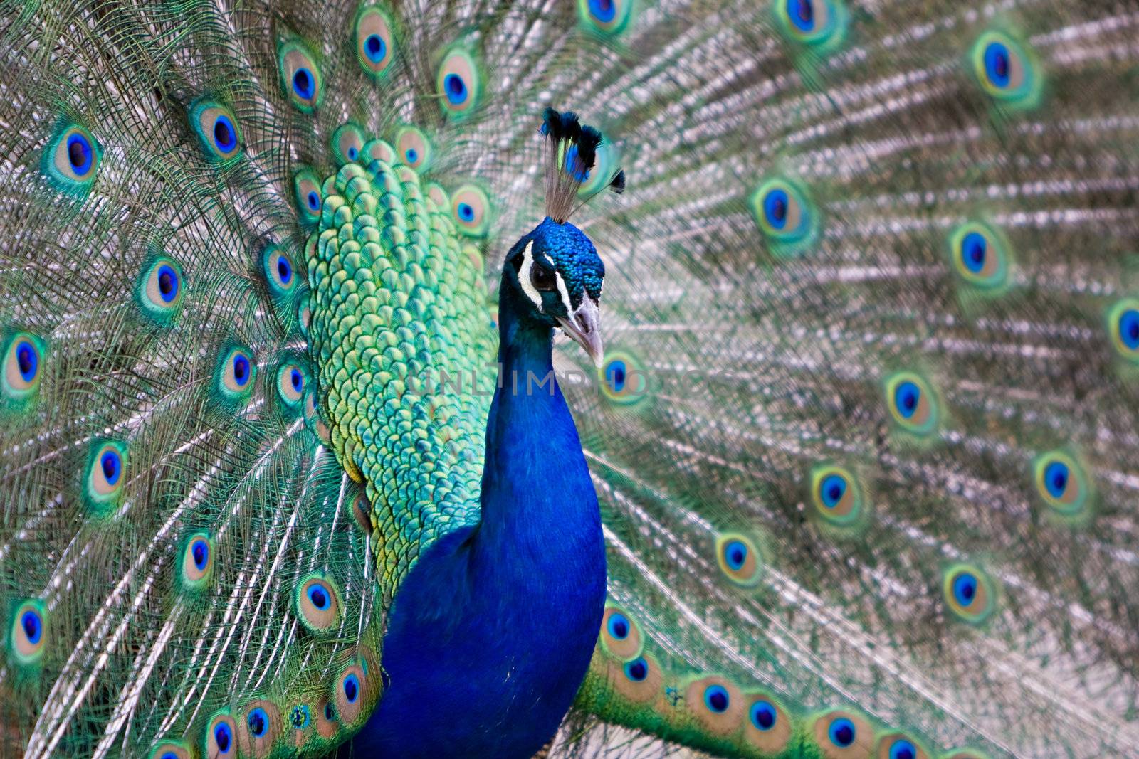 Beautiful male peacock with colorful tail fully opened