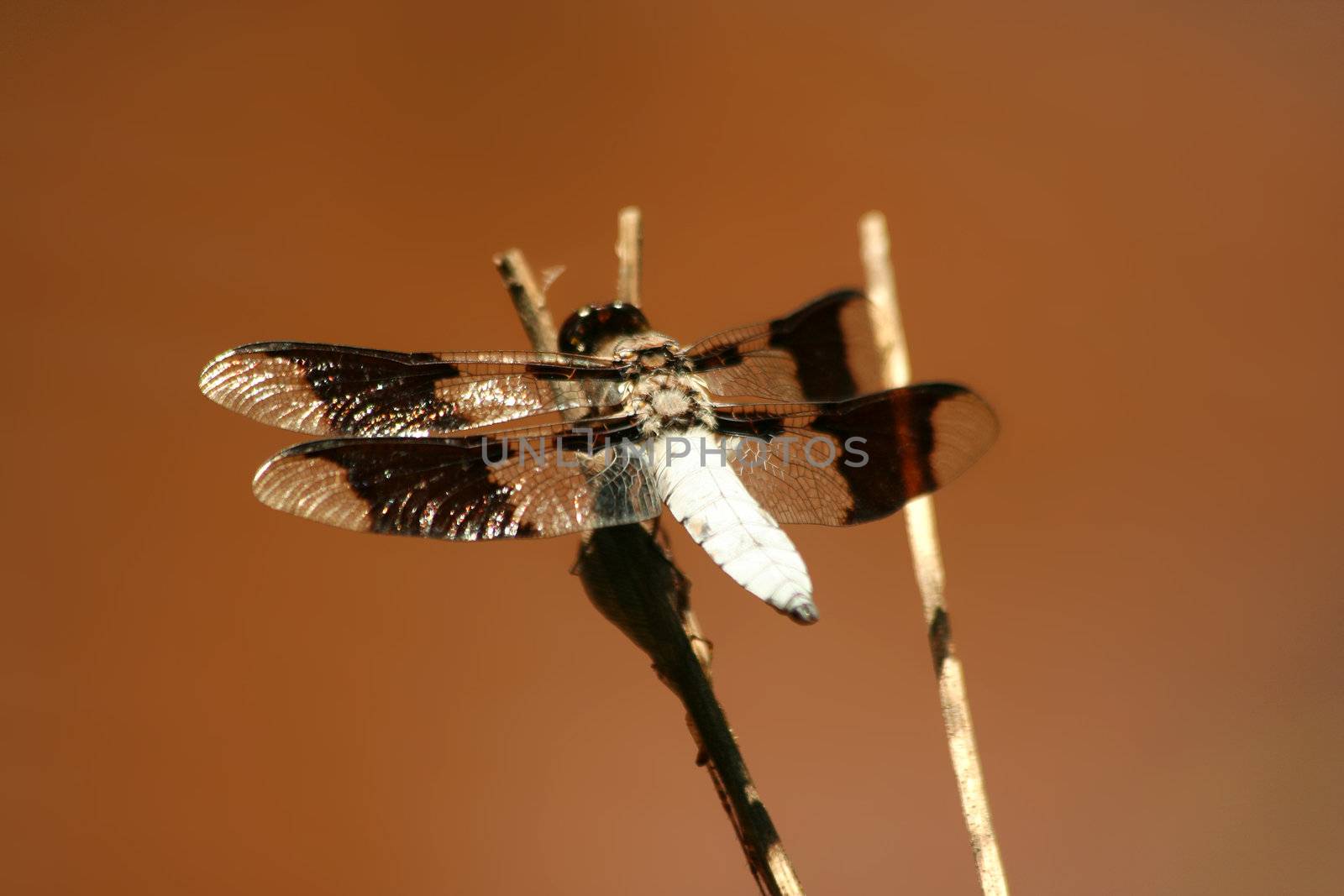 A Common whitetail male dragonfly