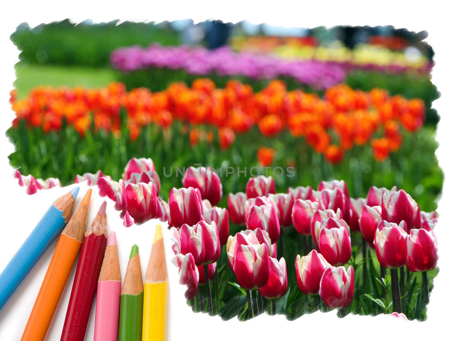 Color pencil drawing or sketch of colorful blooming tulip flowers