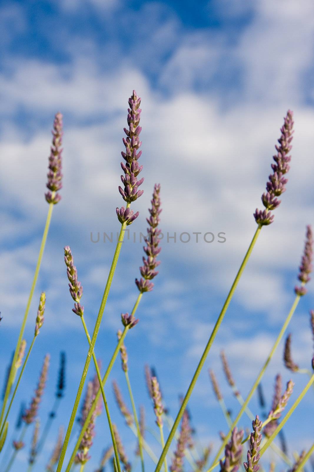 Wild lavendar flower in natural surroundings against blue sky