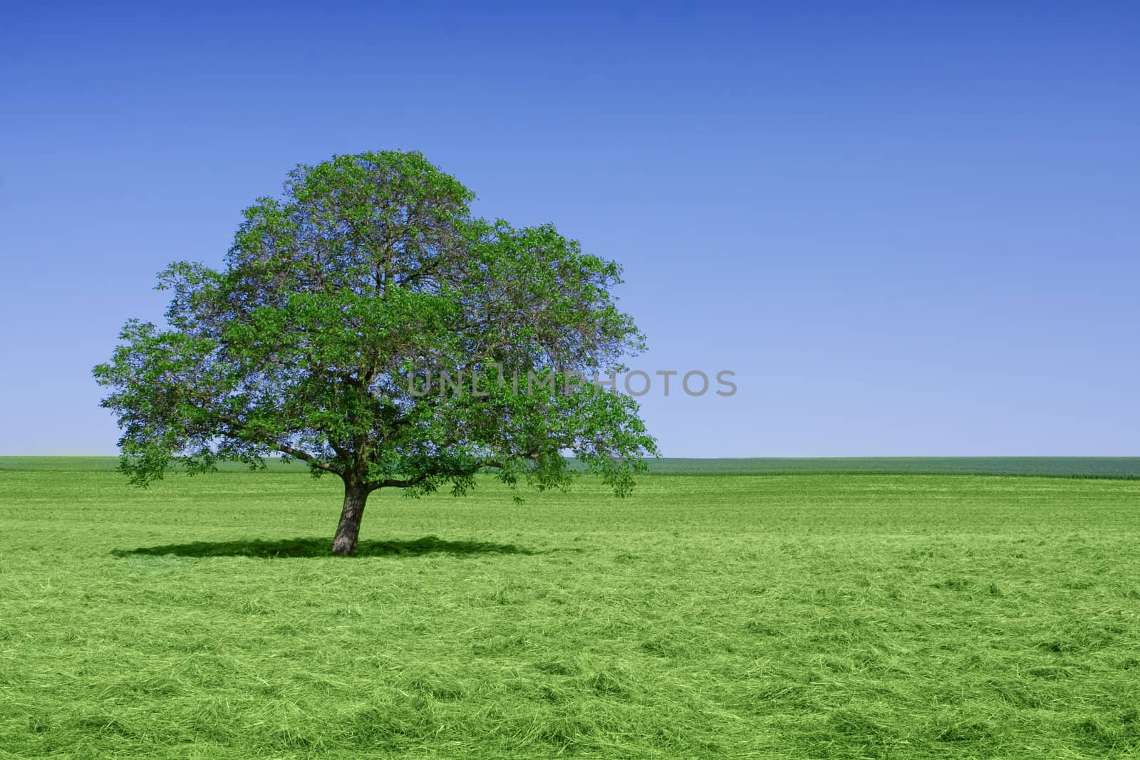 Perfect lone green tree against blue sky in a natural environment