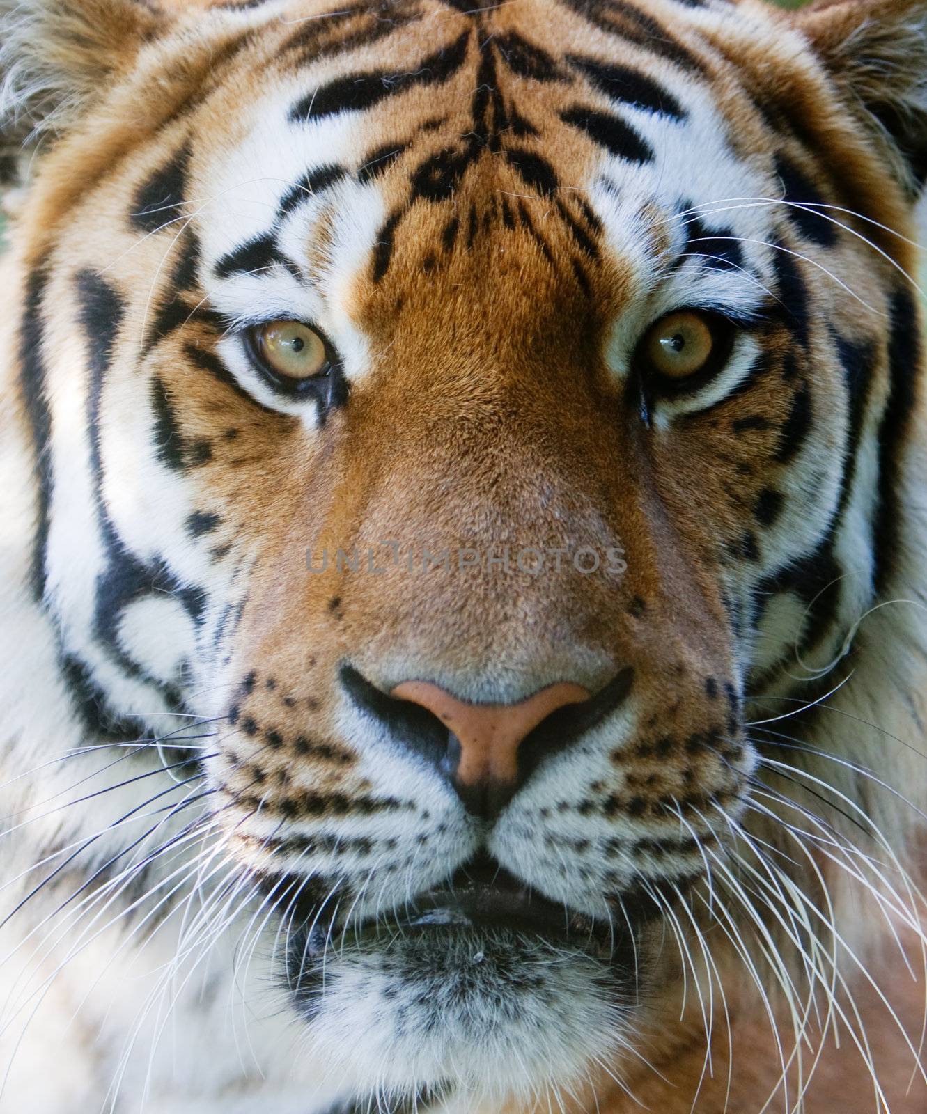 Wilt tiger with yellow and black stripes staring with penetrating eyes