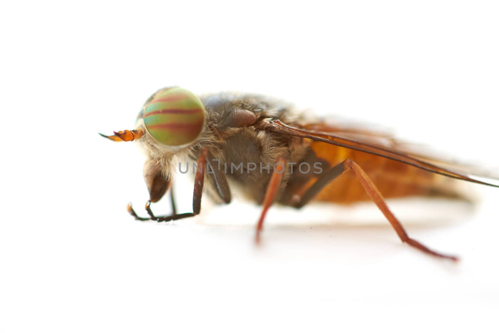 Macro shot of fly on white background