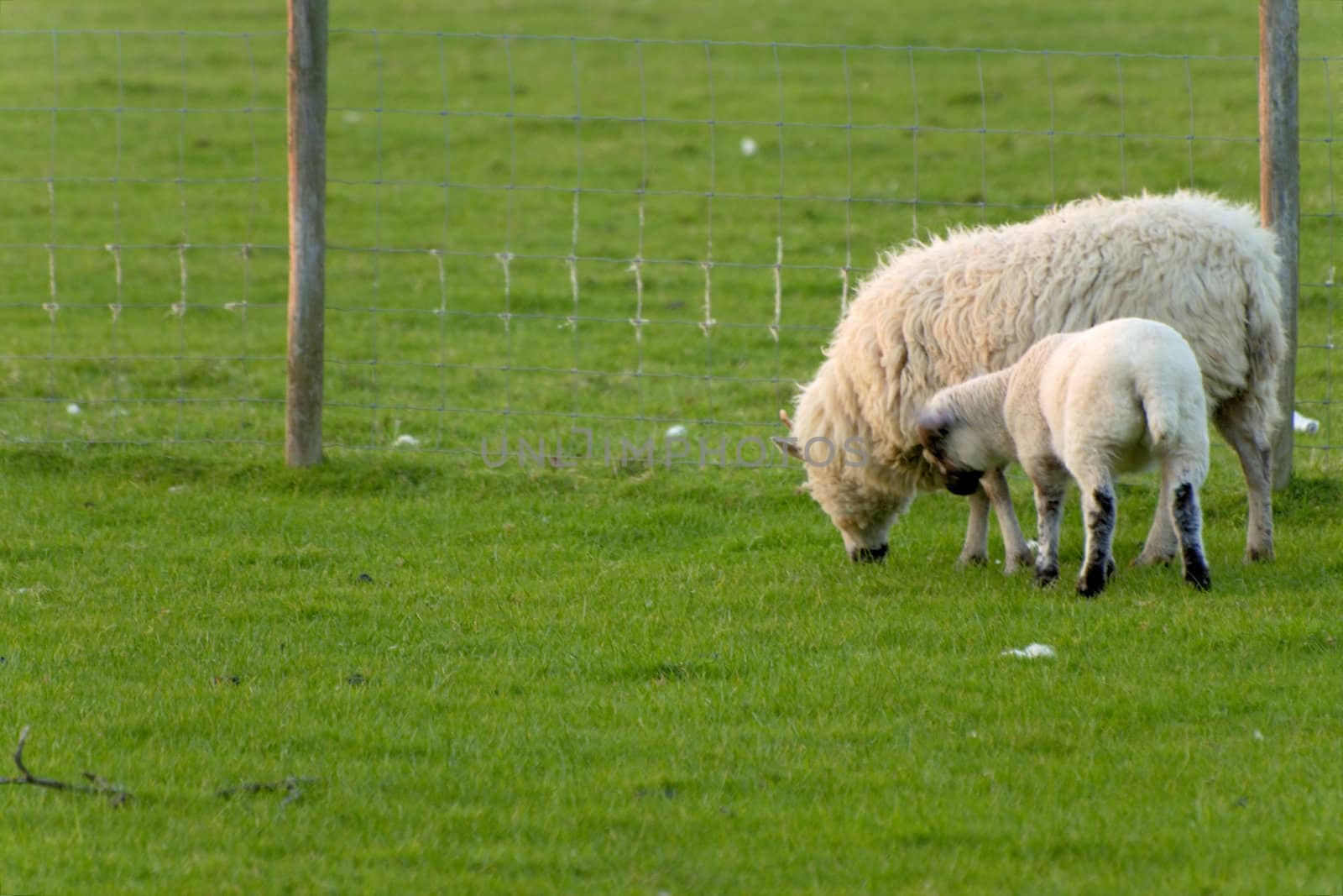 Irish sheep grazing at rural Ireland