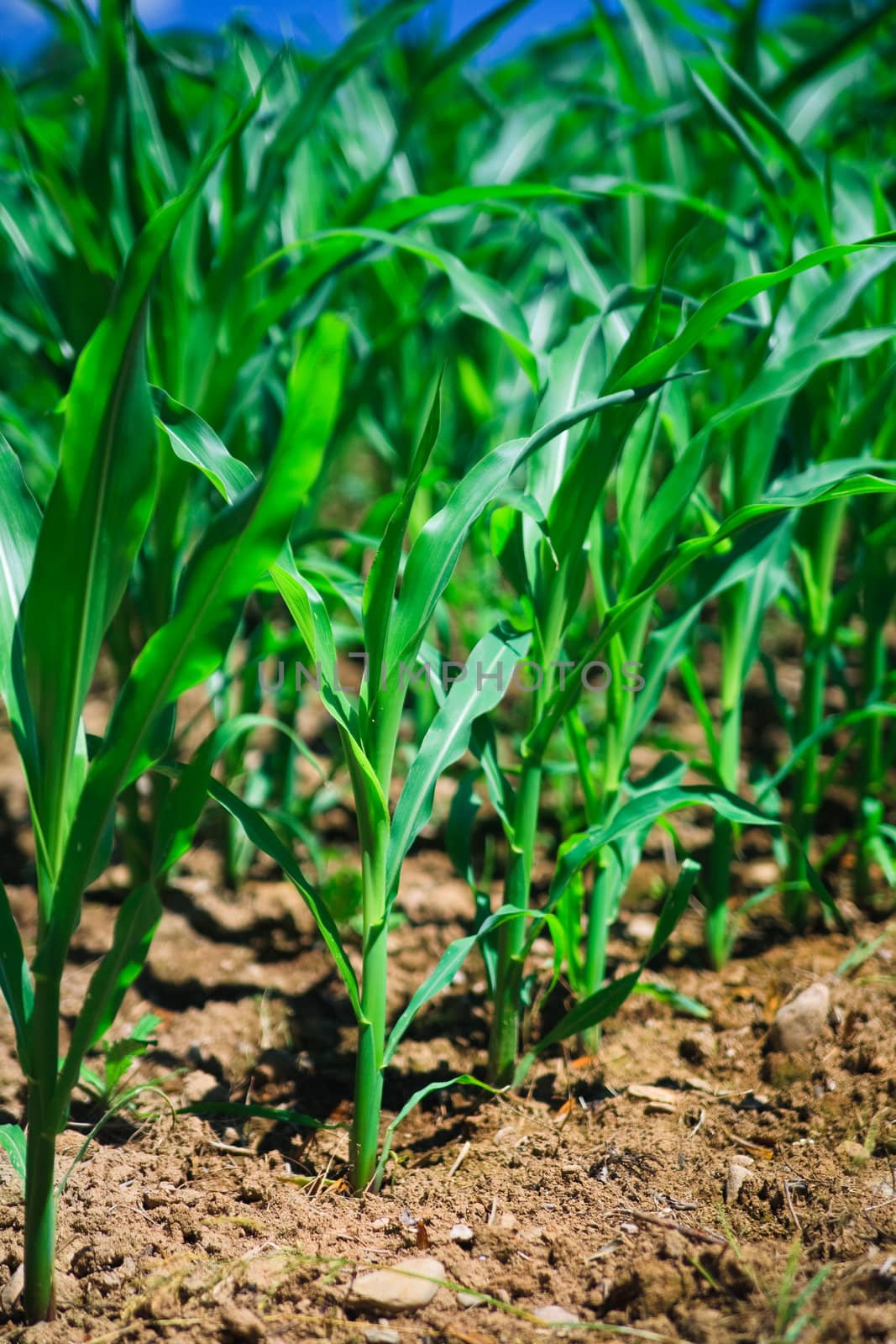 Row of corn on an agricultural field.