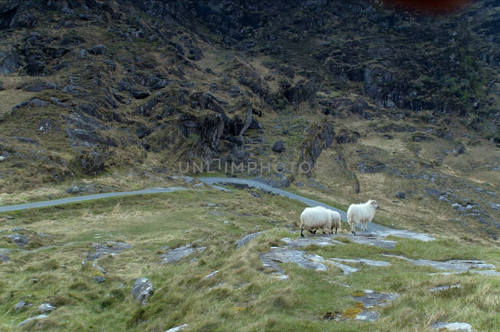 Sheep grazing at Gap of Dunloe, Ireland