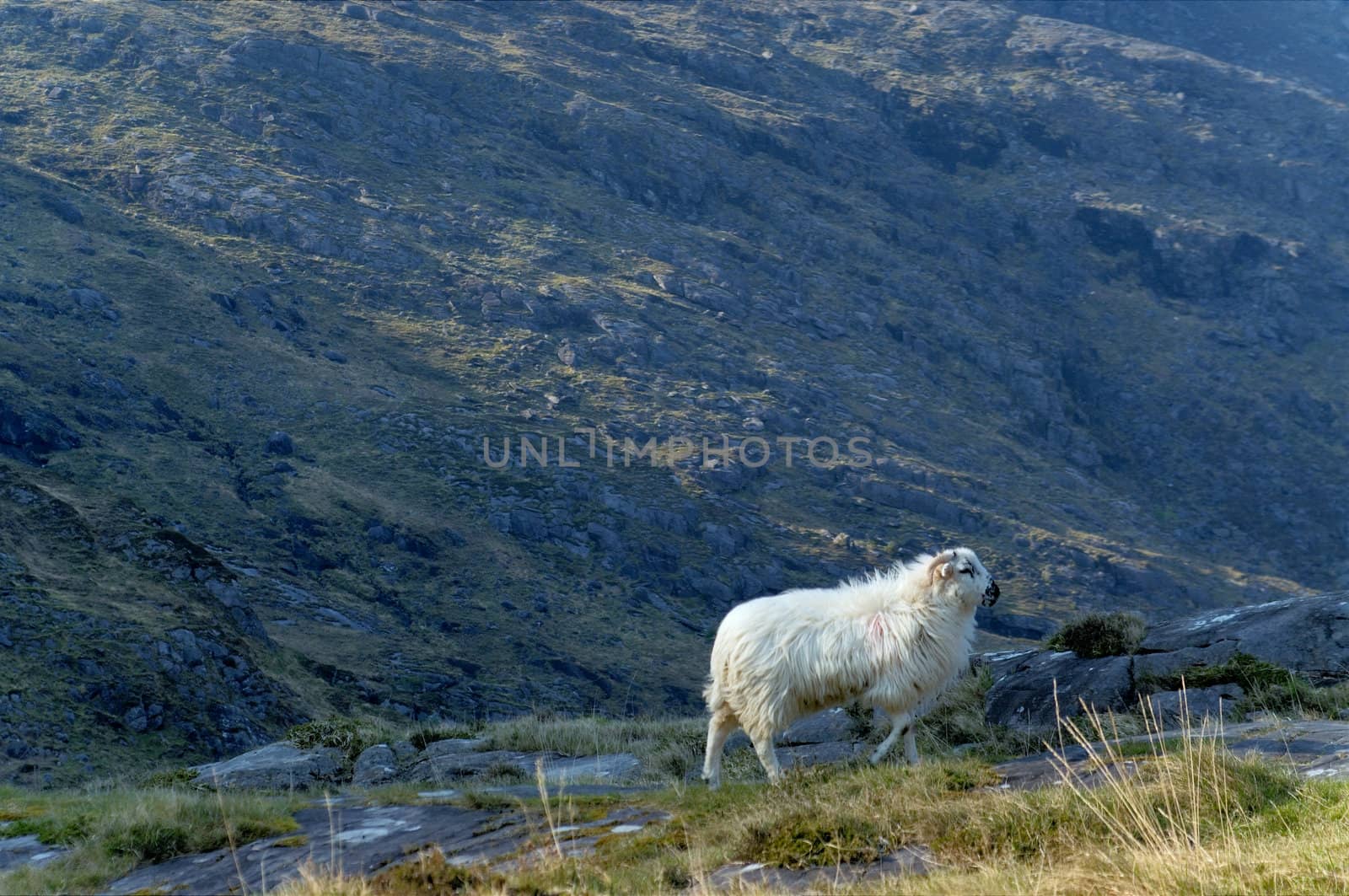 Sheep at Gap of Dunloe by t3mujin