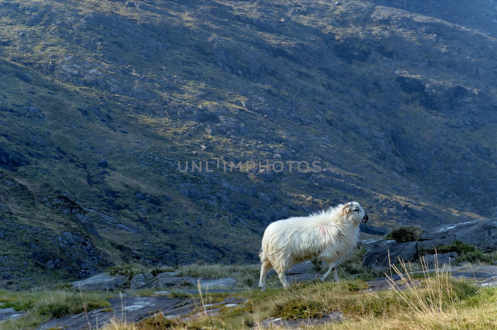 Sheep grazing at Gap of Dunloe, Ireland