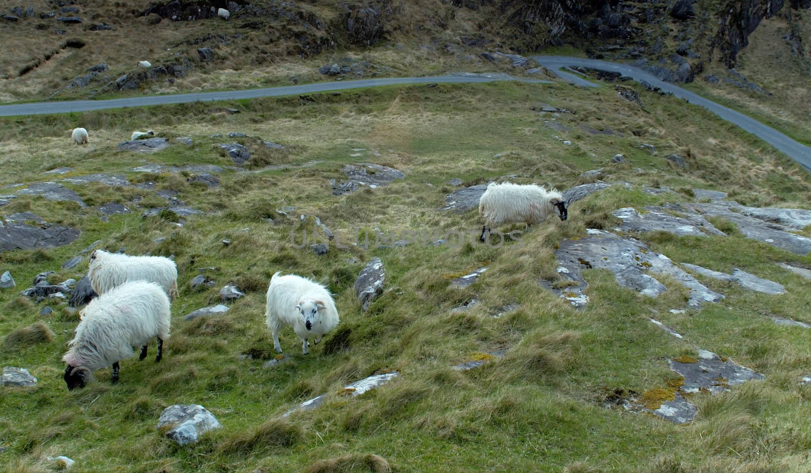 Sheep at Gap of Dunloe by t3mujin