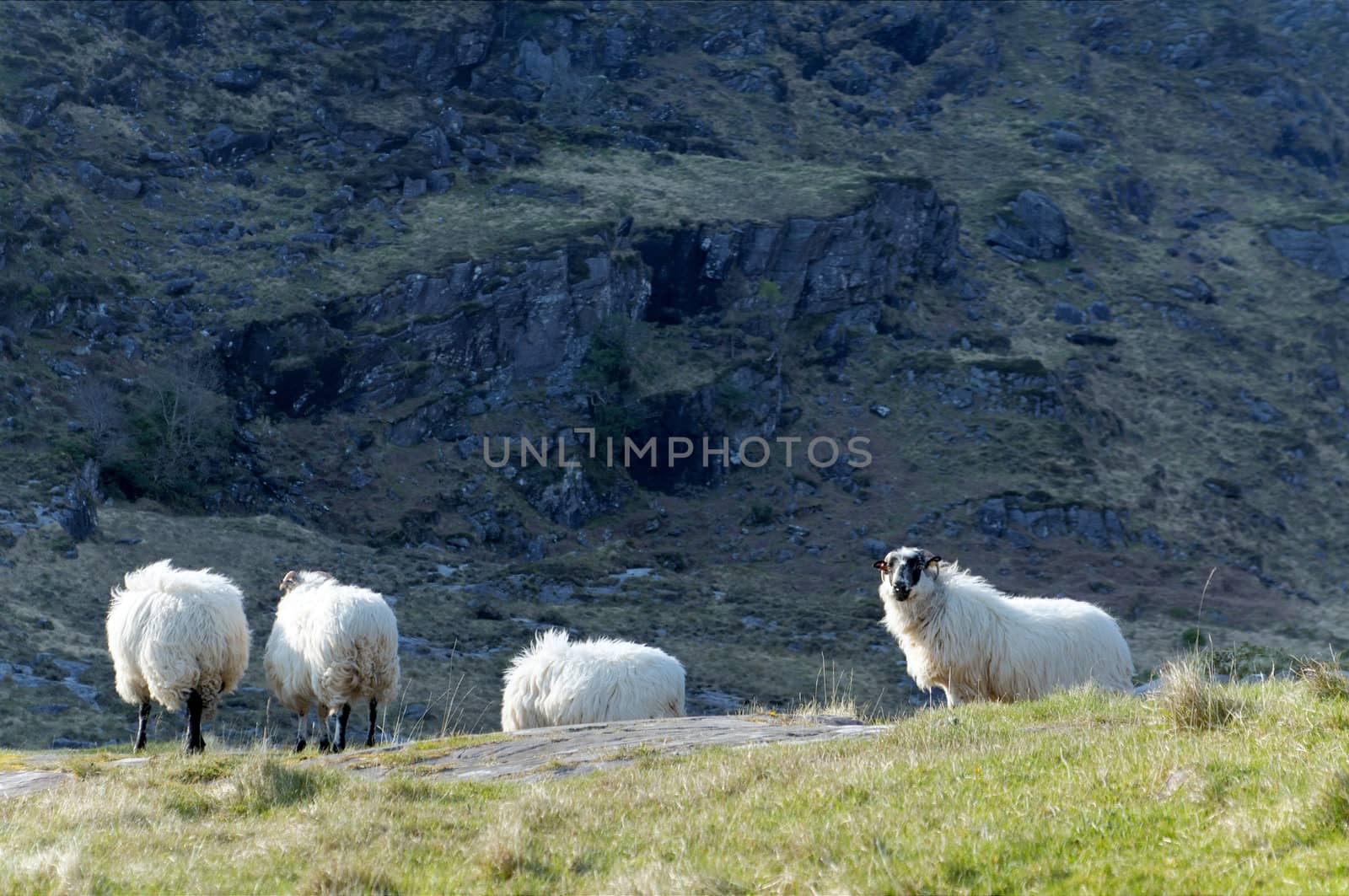 Sheep at Gap of Dunloe by t3mujin