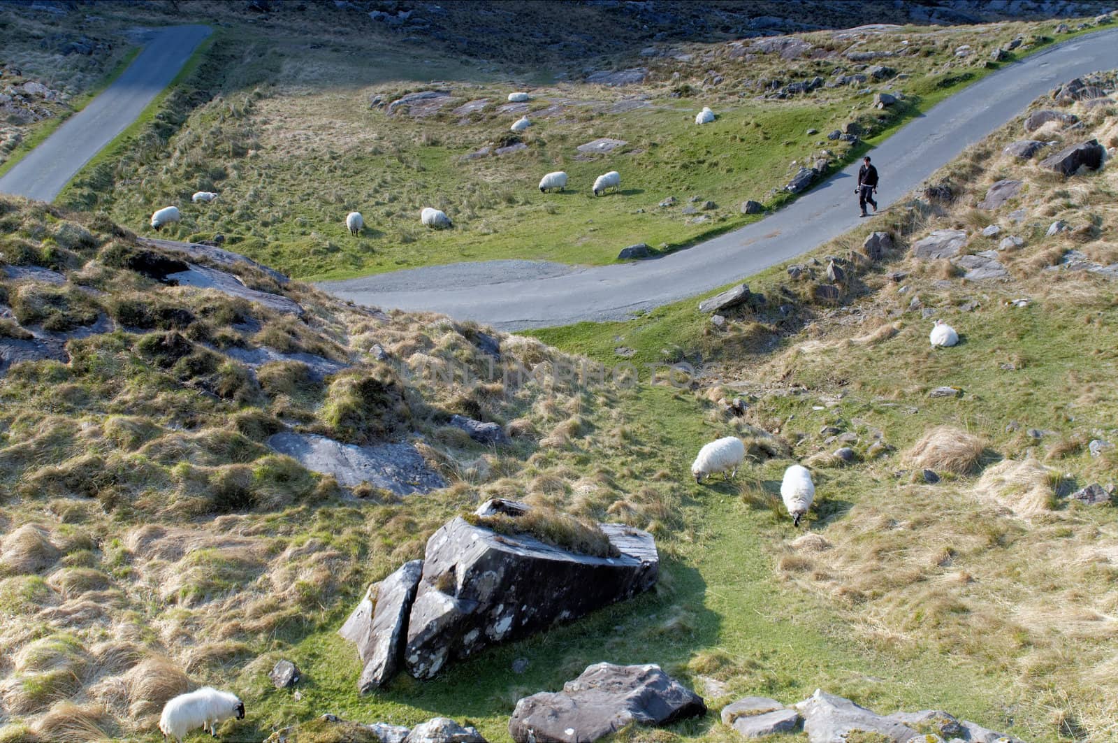 Sheep grazing at Gap of Dunloe, Ireland