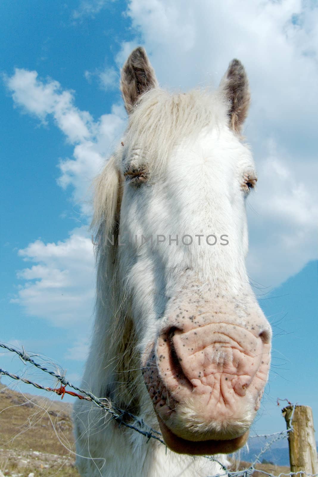 White horse at Irish farm