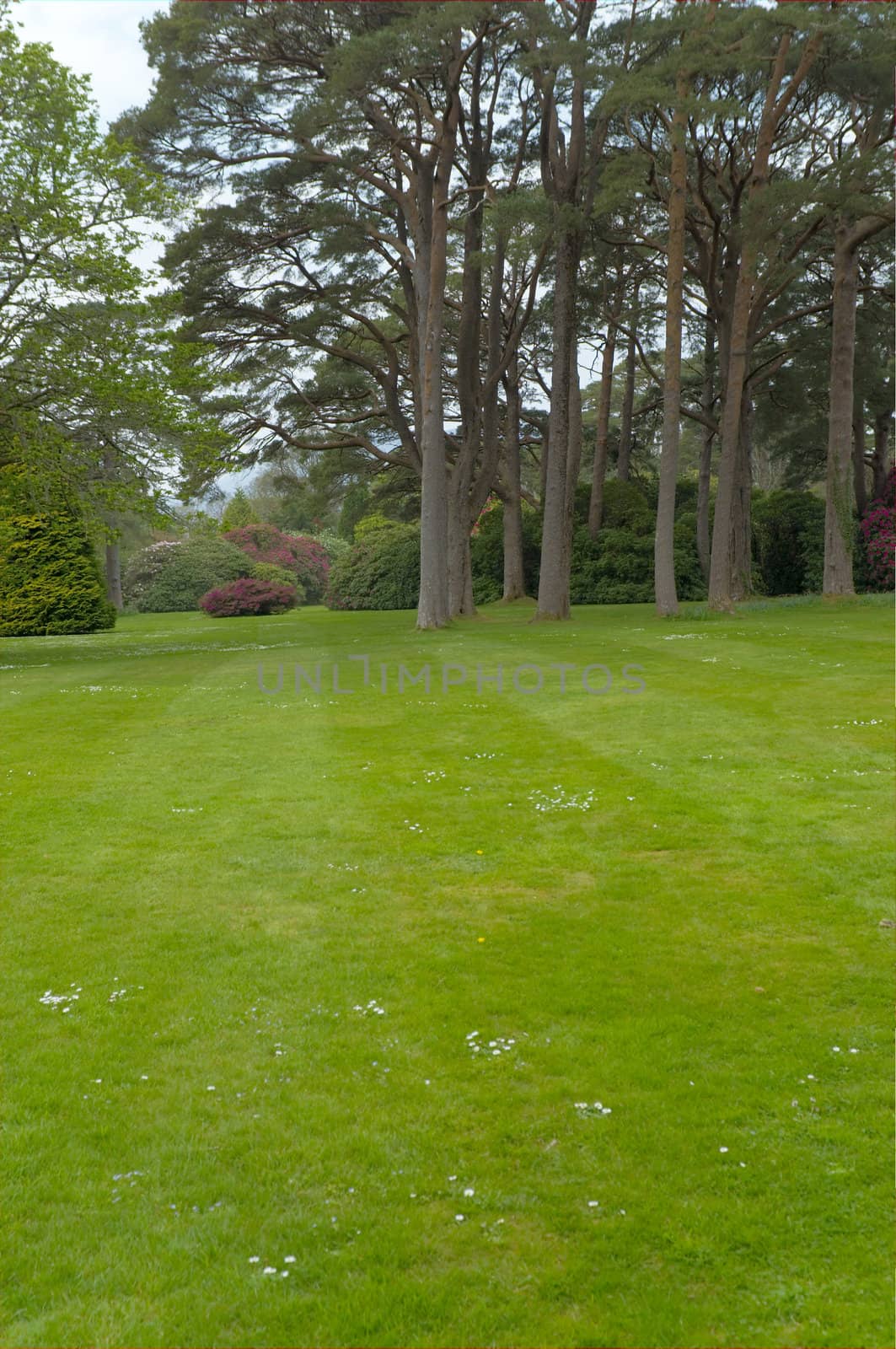 Lawn with trees by t3mujin