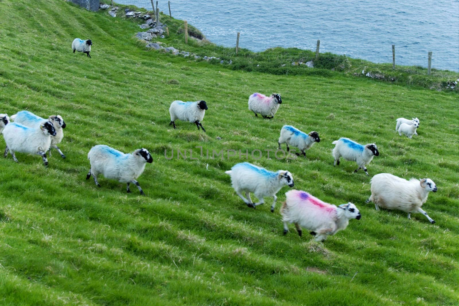 sheep grazing at Irish countryside