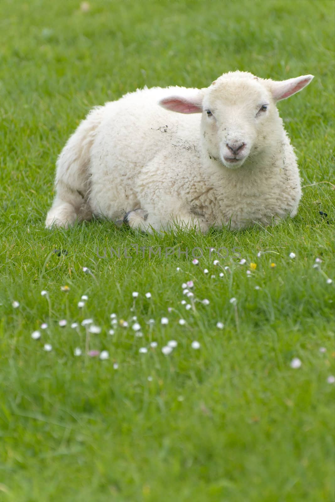 Irish sheep grazing at rural Ireland