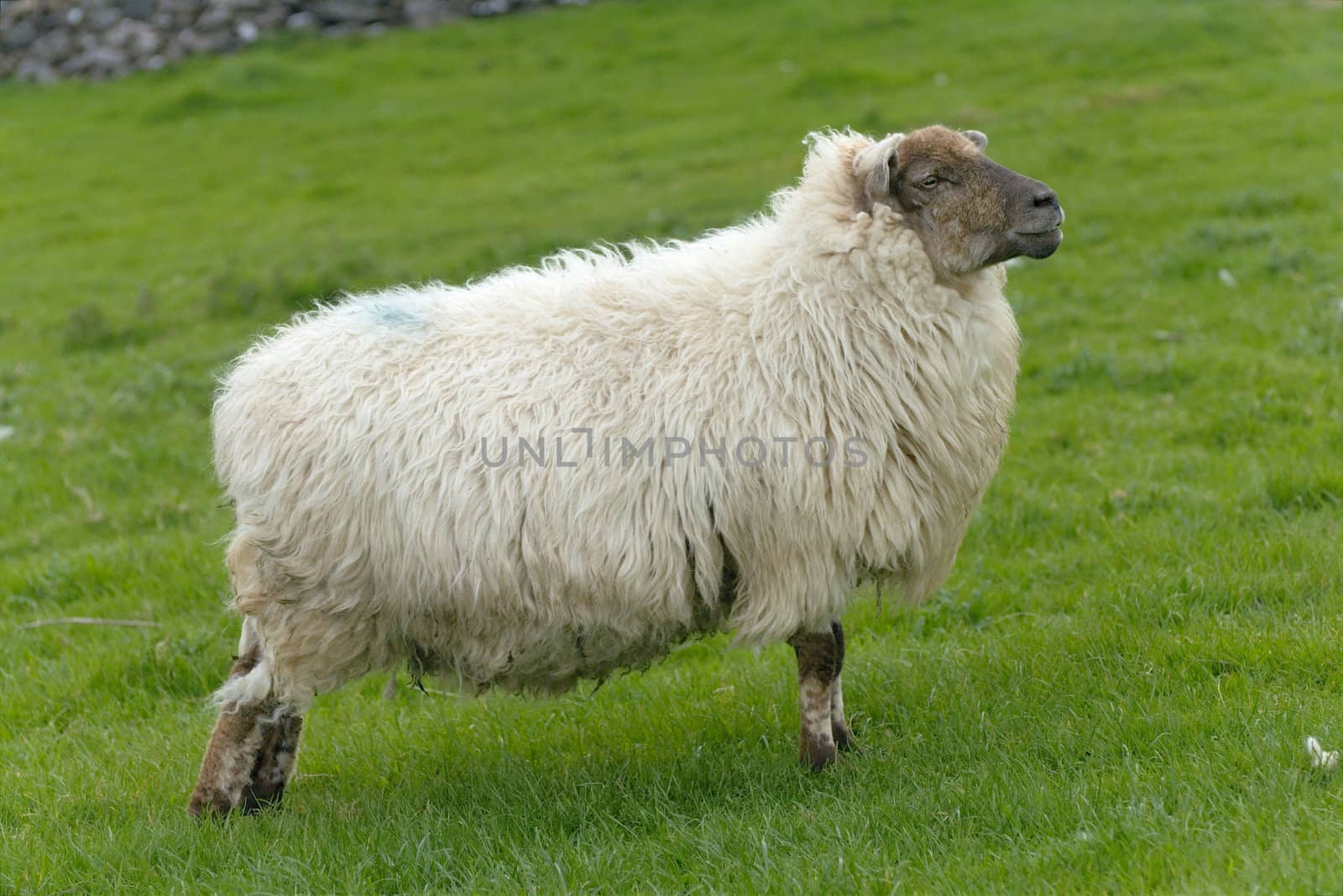 Irish sheep by t3mujin