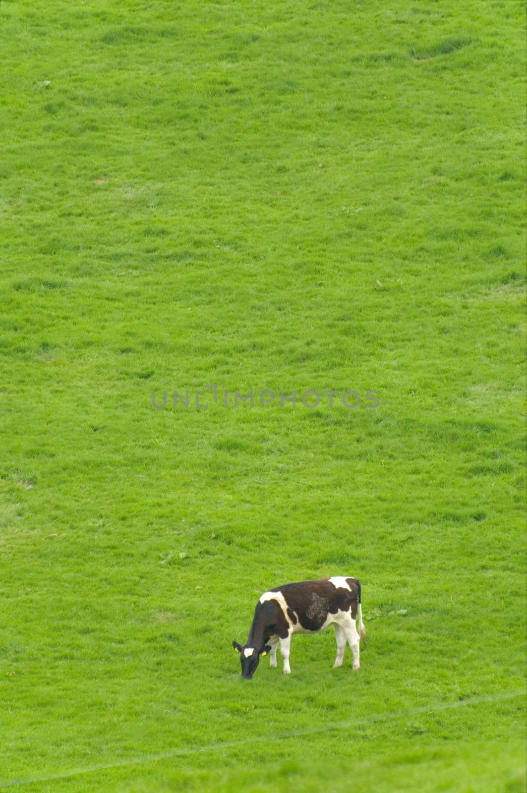 Cow grazing on a meadow at Western Ireland