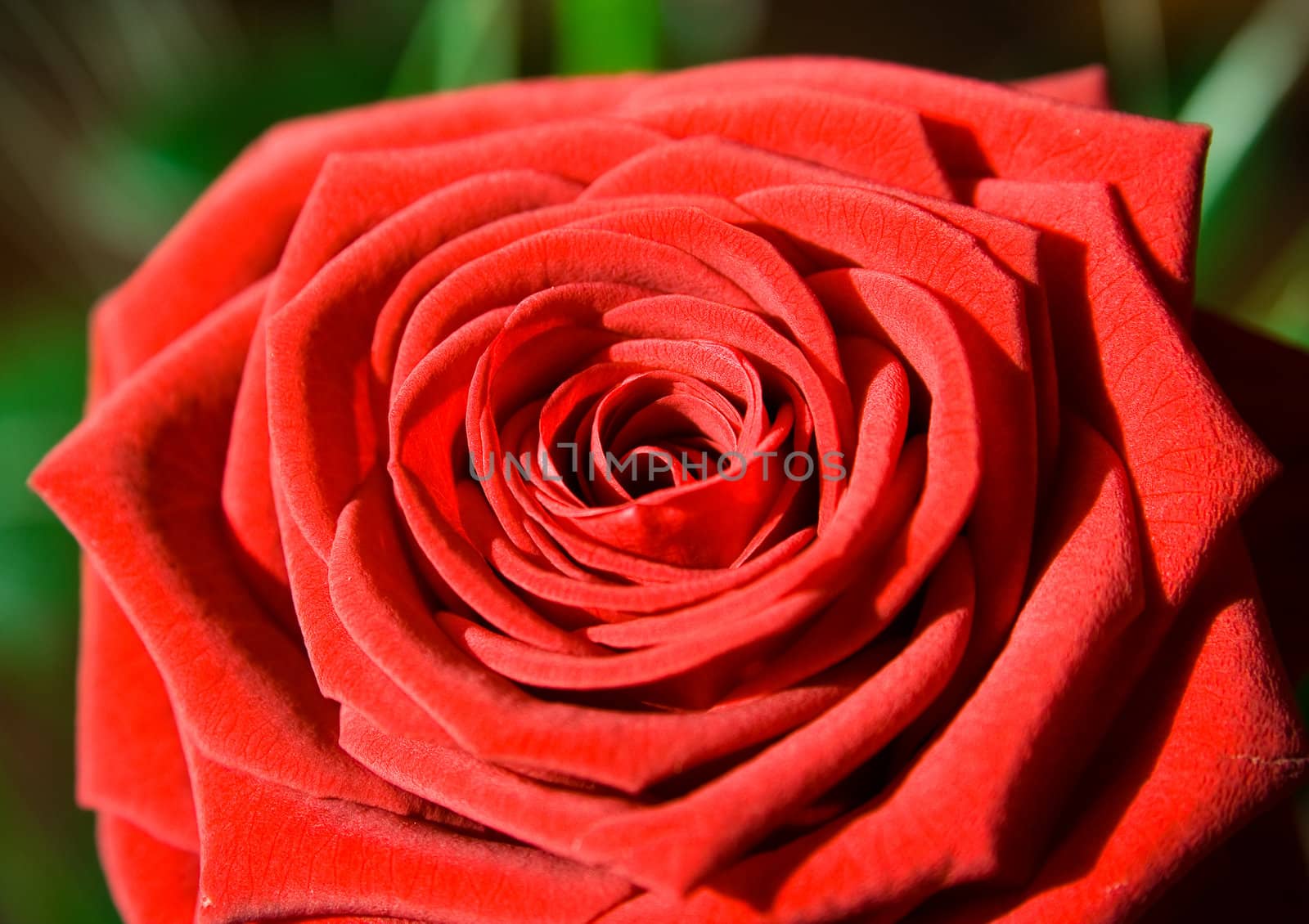 flower: red rose as postcard for example by anobis