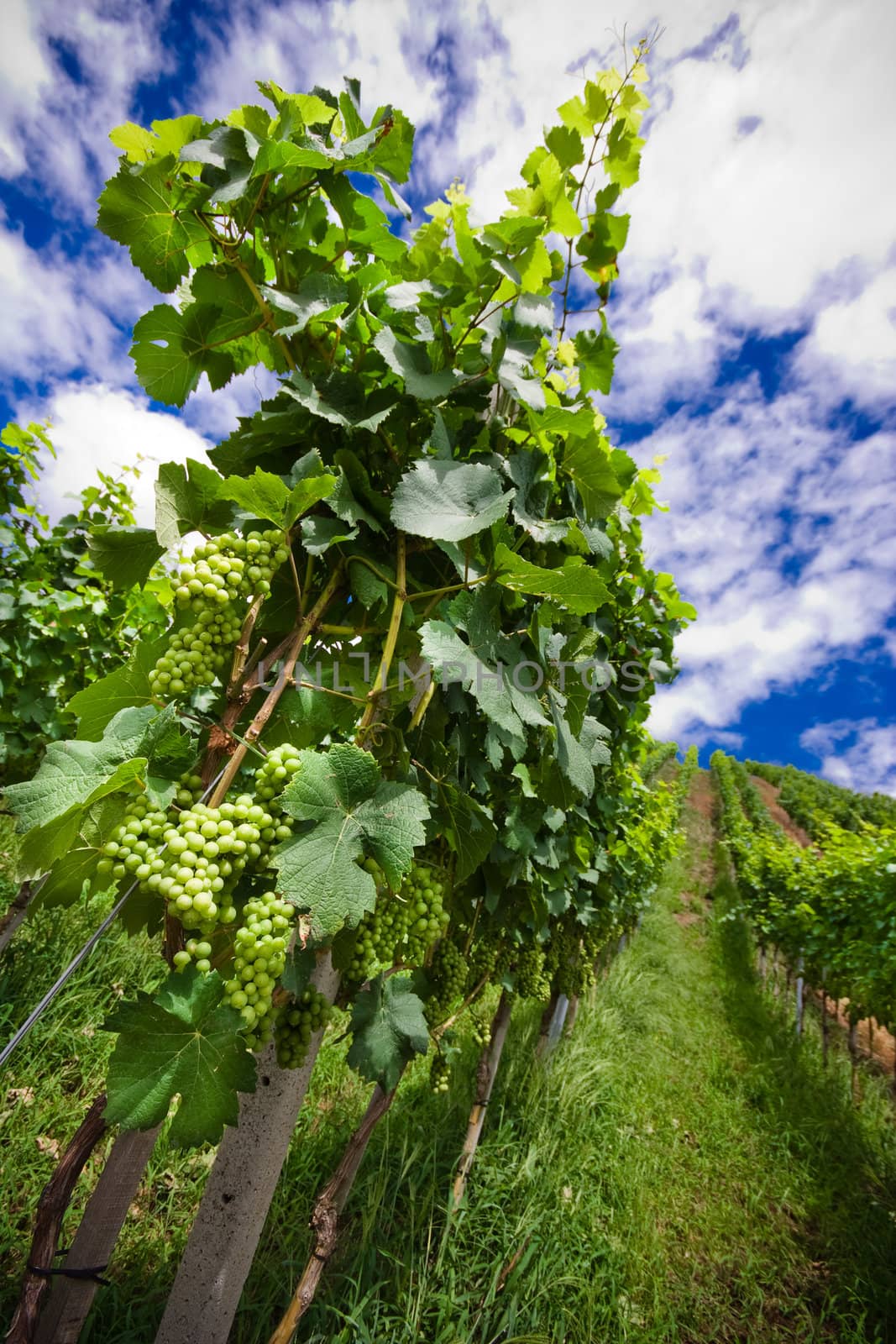 Vineyard rows in Germany