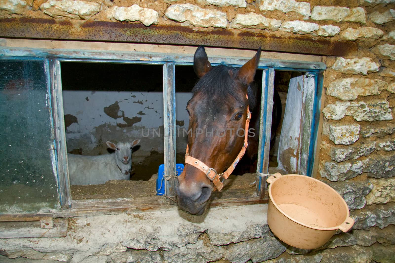 horse and goat in window of barn. They wait eating