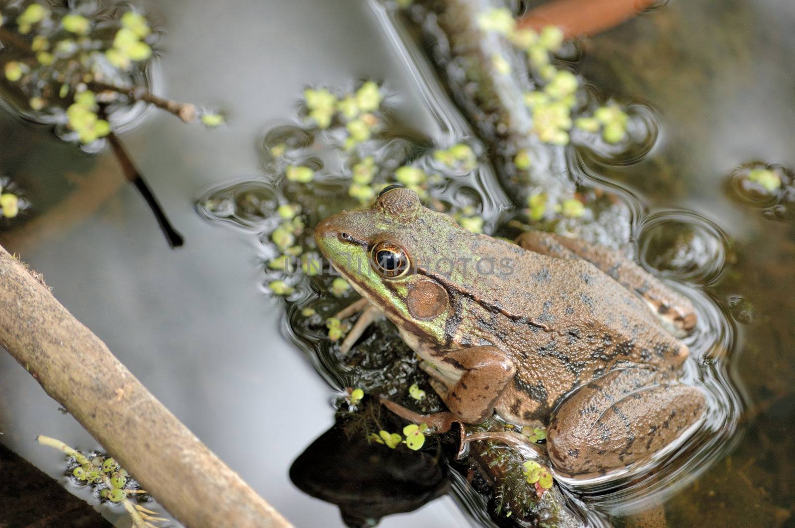 A bullfrog sitting in shallow water in a swamp.