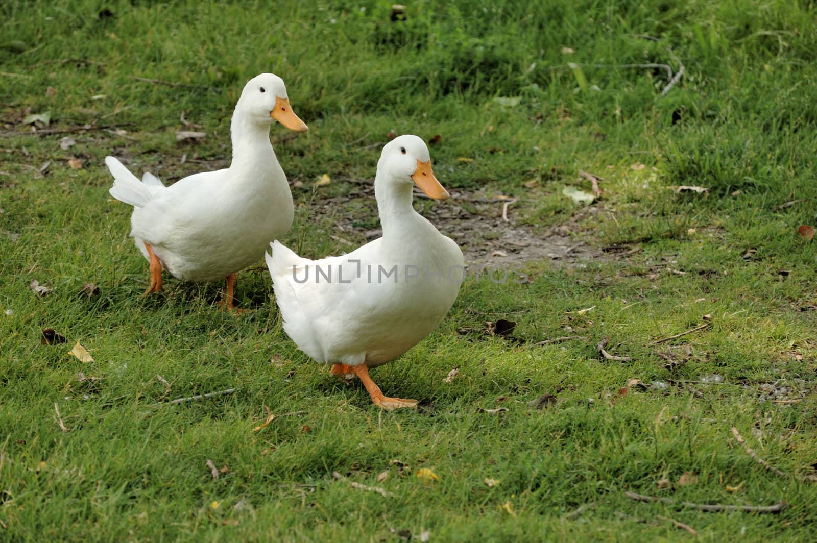 A pair of geese walking fast in the grass.