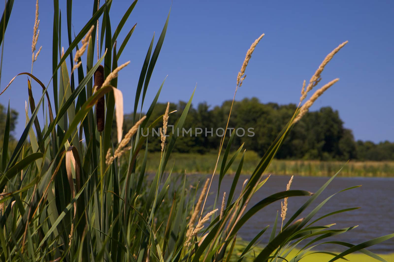 Cat Tails against Bright Moss covered farm pond on a bright summer day