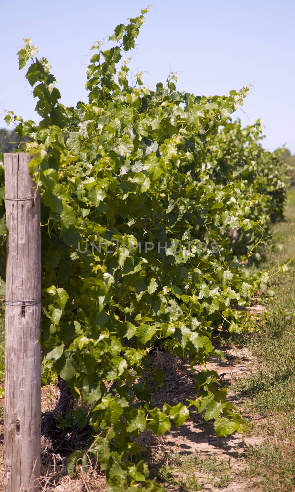 End of vineyard row with grapes looking down the row