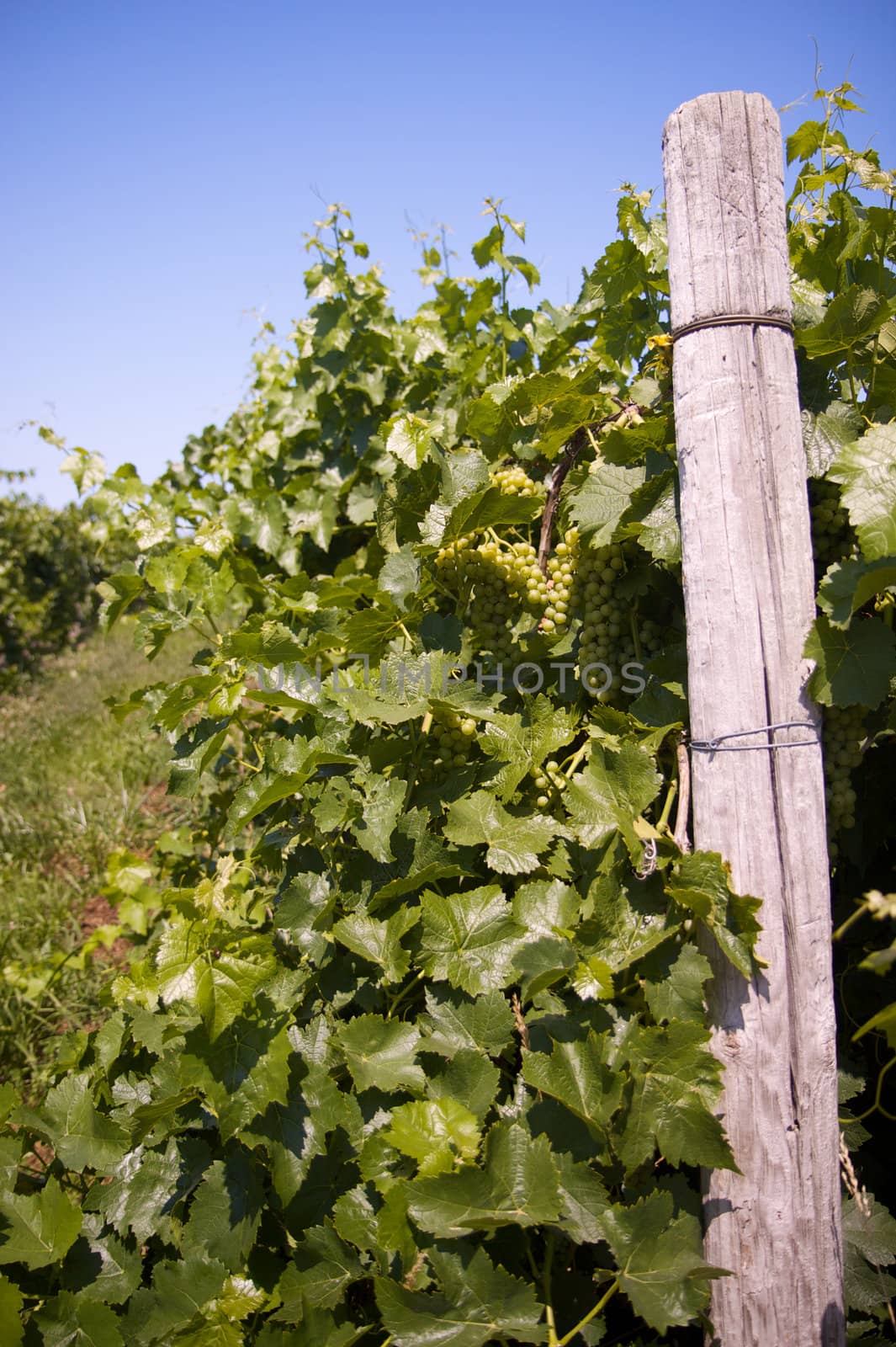 End of vineyard row with grapes looking down the row