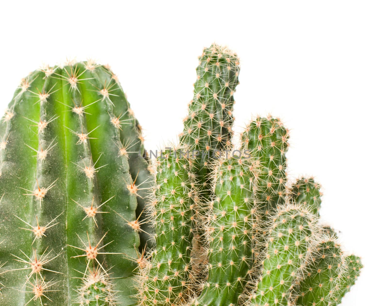 Cactus isolated on white background by Bedolaga