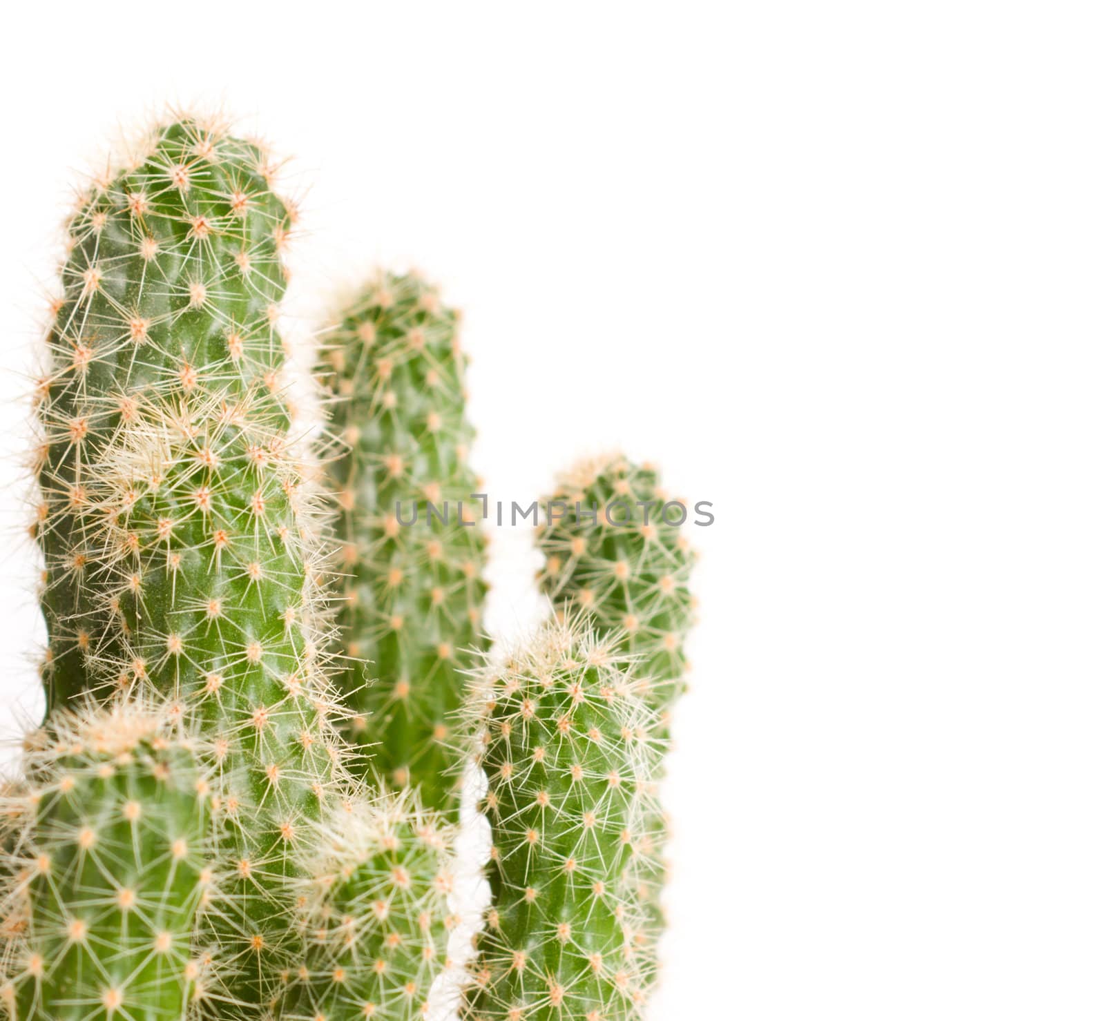 Cactus isolated on white background